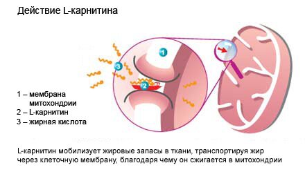 действие л-карнитина